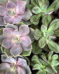 Adult Paint by Number Kit, Such a Succulent